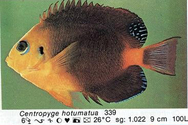 Centropyge hotumatua